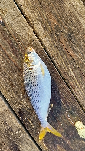 コノシロの釣果