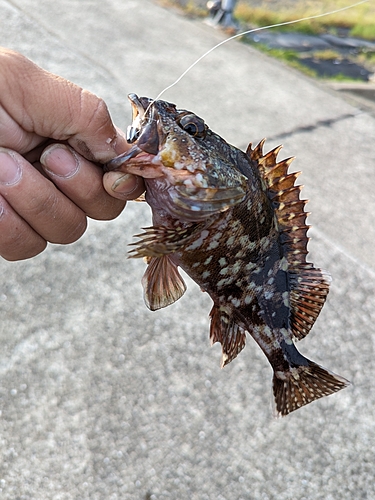 アラカブの釣果