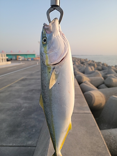 ツバイソの釣果