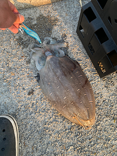 コウイカの釣果