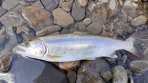 アマゴの釣果