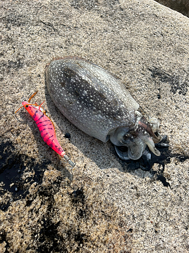 コウイカの釣果