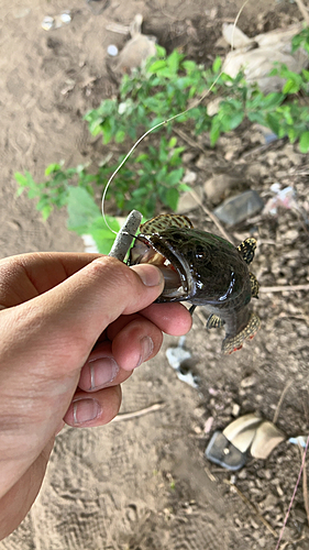 ドンコの釣果