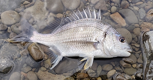 キビレの釣果