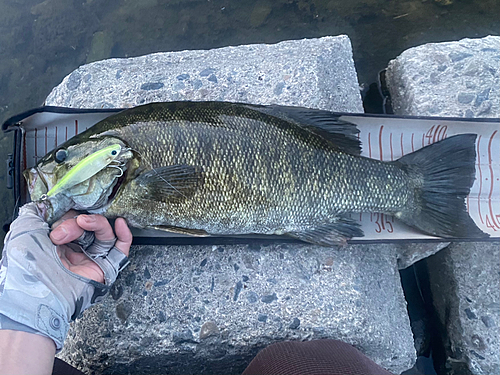 スモールマウスバスの釣果