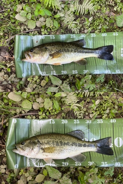 ブラックバスの釣果