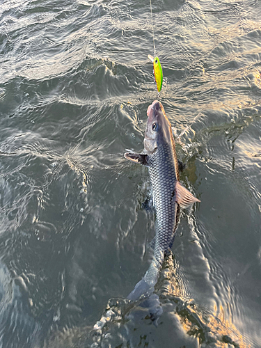 ニゴイの釣果