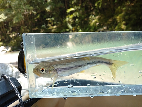 カワムツの釣果