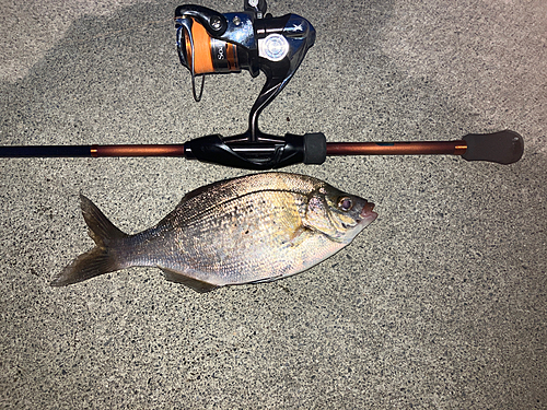 ウミタナゴの釣果