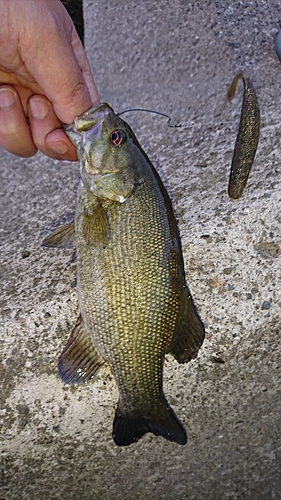 スモールマウスバスの釣果