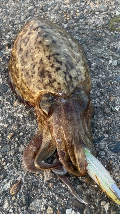 コウイカの釣果