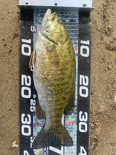 スモールマウスバスの釣果