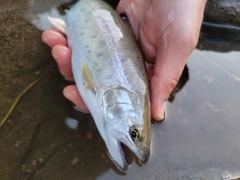 ヤマメの釣果