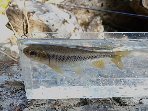 カワムツの釣果