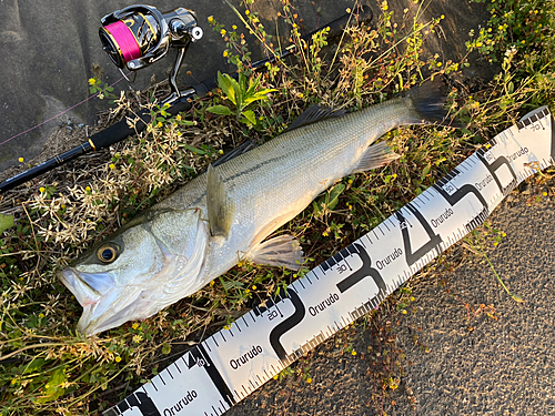 シーバスの釣果