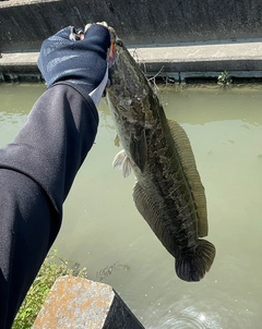 ライギョの釣果