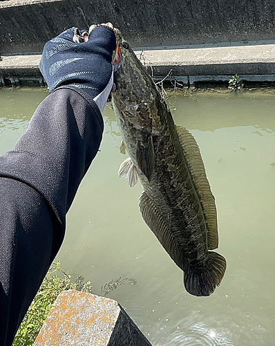 ライギョの釣果