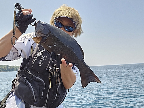 メジナの釣果