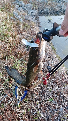 マナマズの釣果