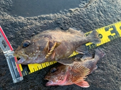 カサゴの釣果