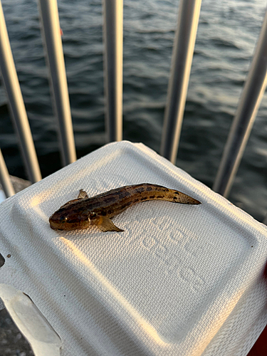 マハゼの釣果