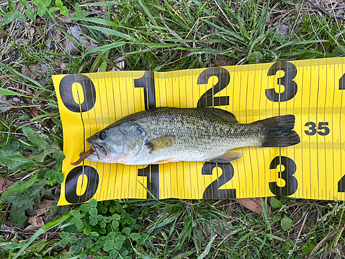 ブラックバスの釣果