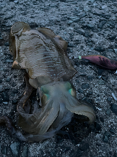 アオリイカの釣果