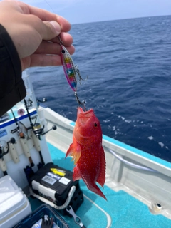 オジロバラハタの釣果