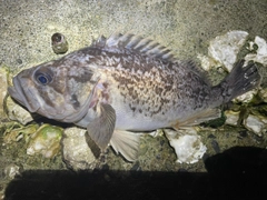 クロソイの釣果