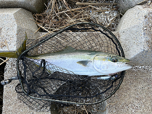 メジロの釣果