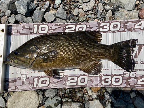 スモールマウスバスの釣果