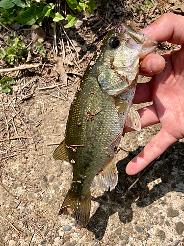 ラージマウスバスの釣果