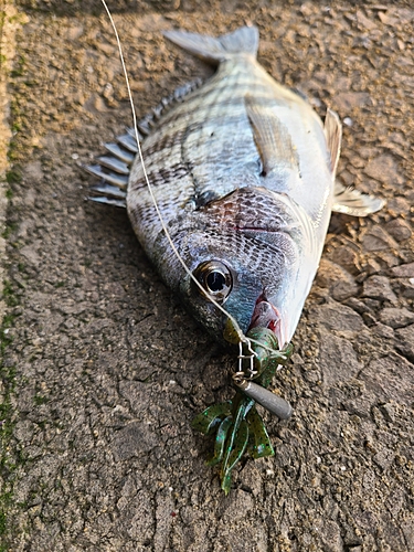 チヌの釣果