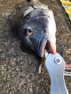 チヌの釣果