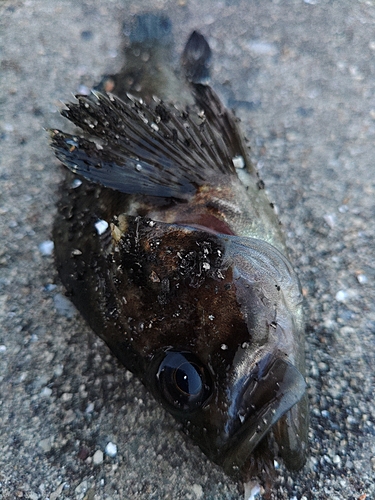 ソイの釣果