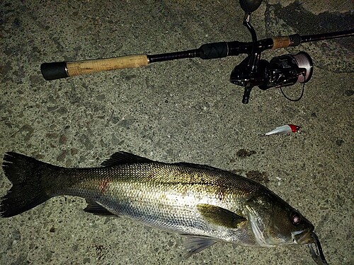 シーバスの釣果