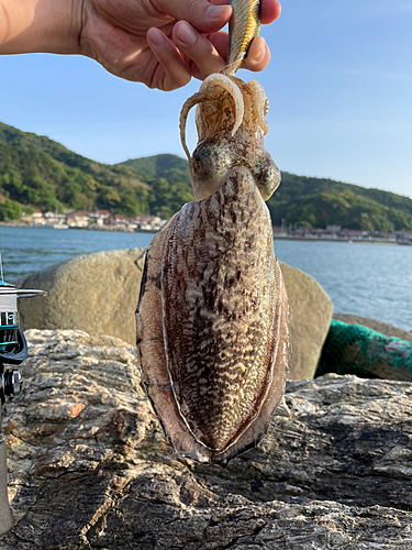 コウイカの釣果