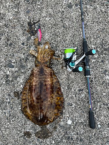 アオリイカの釣果