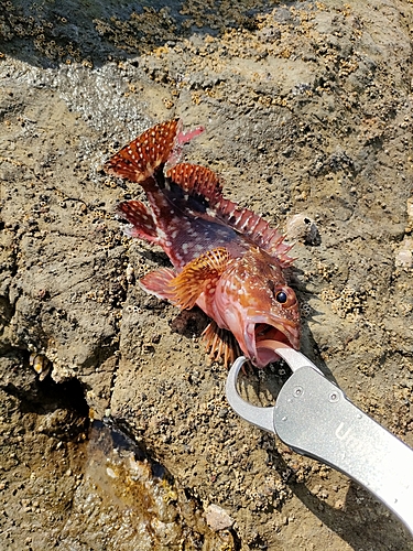 カサゴの釣果