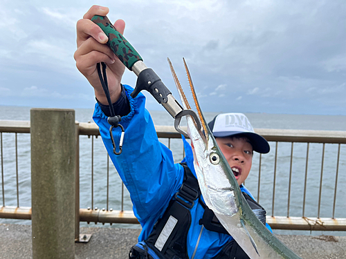 ダツの釣果