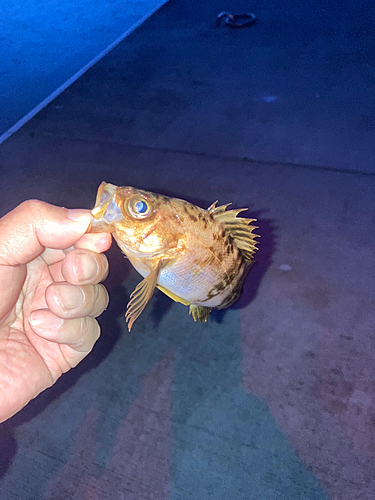 メバルの釣果