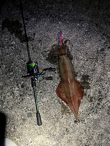 ケンサキイカの釣果