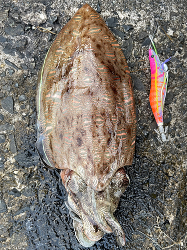 モンゴウイカの釣果