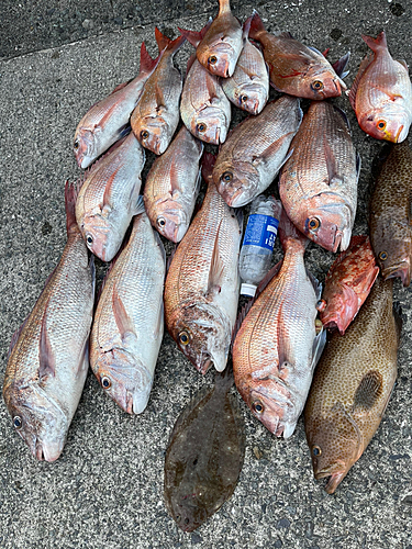 タイの釣果