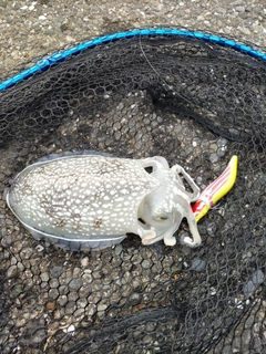 シリヤケイカの釣果