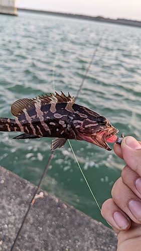 クエの釣果