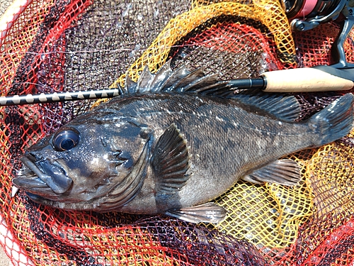 クロソイの釣果