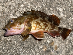 カサゴの釣果