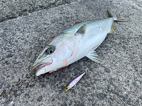 メジロの釣果