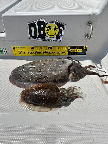 モンゴウイカの釣果